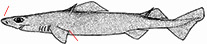 Centrophorus squamosus_dibujo.jpg
